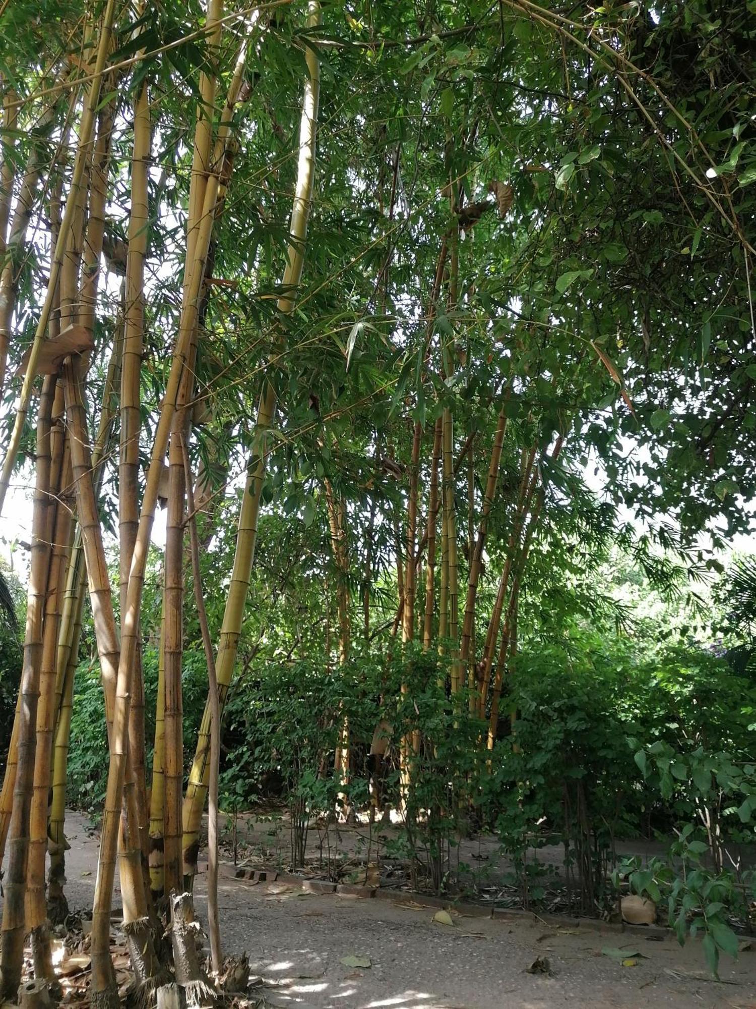 Evergreen Eco Lodge Retreat Tujereng Luaran gambar